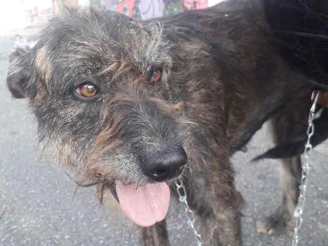 Cachorro raça Não definida idade 2 anos nome Júlia