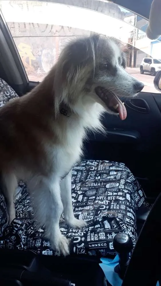 Cachorro ra a Não definida idade 6 ou mais anos nome Bilu