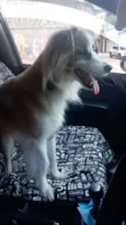 Bilu