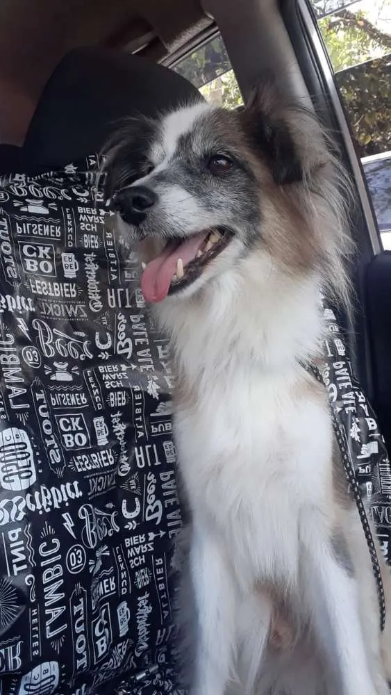Cachorro ra a Não definida idade 6 ou mais anos nome Bilu