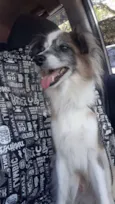Bilu
