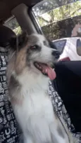 Bilu