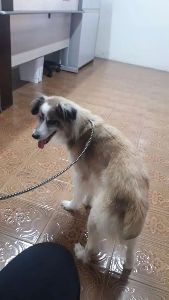 Cachorro ra a Não definida idade 6 ou mais anos nome Bilu