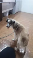 Bilu