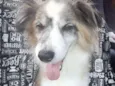 Bilu
