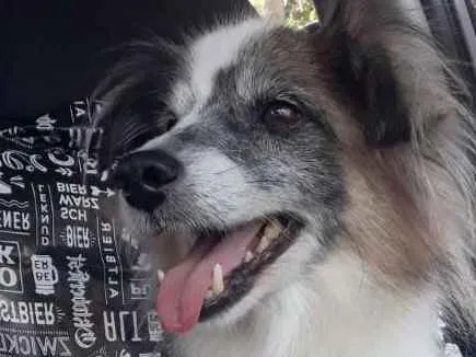 Cachorro ra a Não definida idade 6 ou mais anos nome Bilu