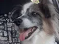 Bilu