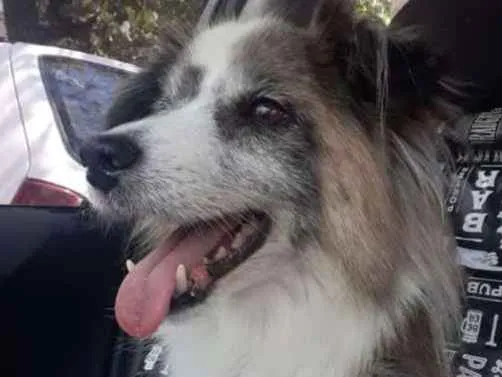 Cachorro ra a Não definida idade 6 ou mais anos nome Bilu