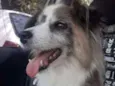 Bilu