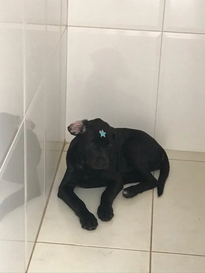 Cachorro ra a Labrador idade 2 a 6 meses nome Bela