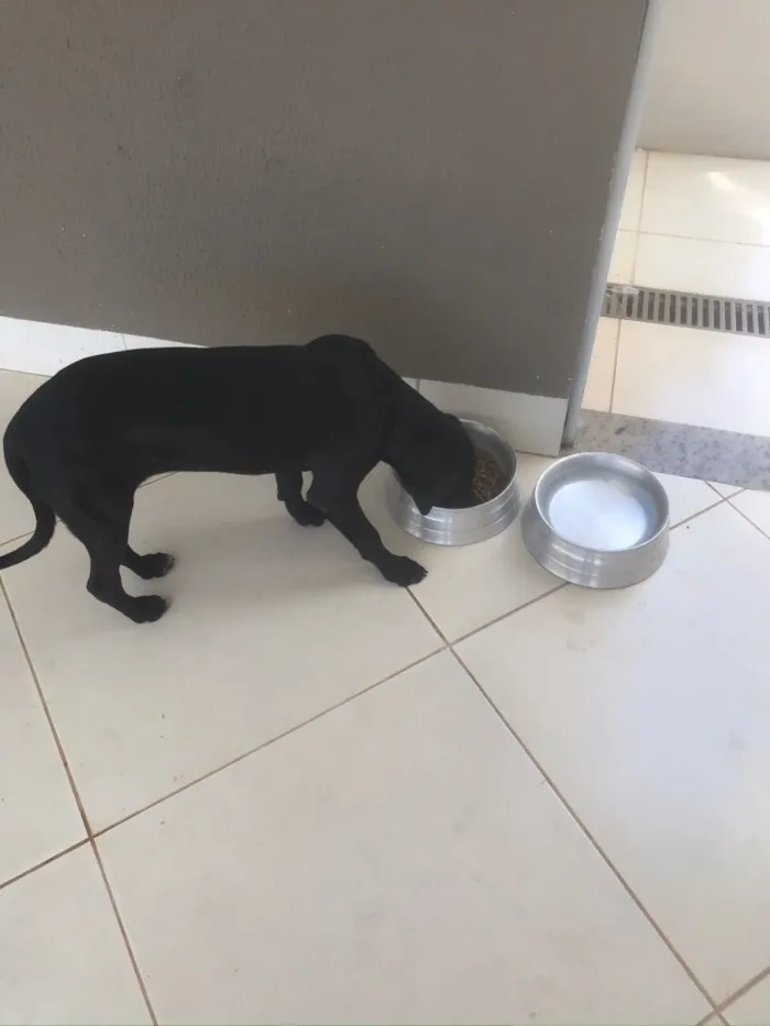 Cachorro ra a Labrador idade 2 a 6 meses nome Bela