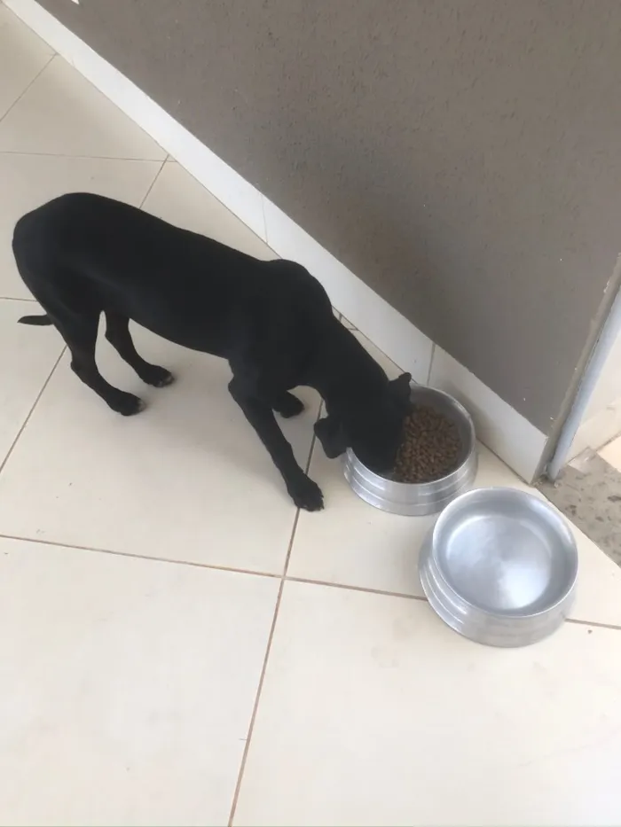 Cachorro ra a Labrador idade 2 a 6 meses nome Bela