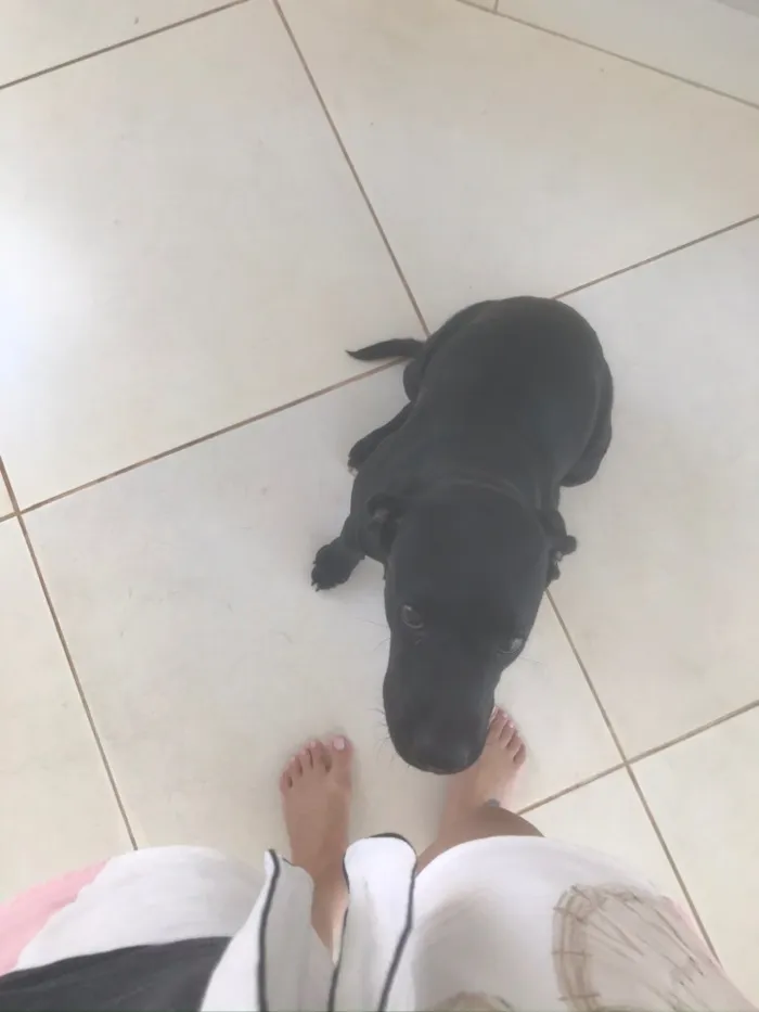 Cachorro ra a Labrador idade 2 a 6 meses nome Bela