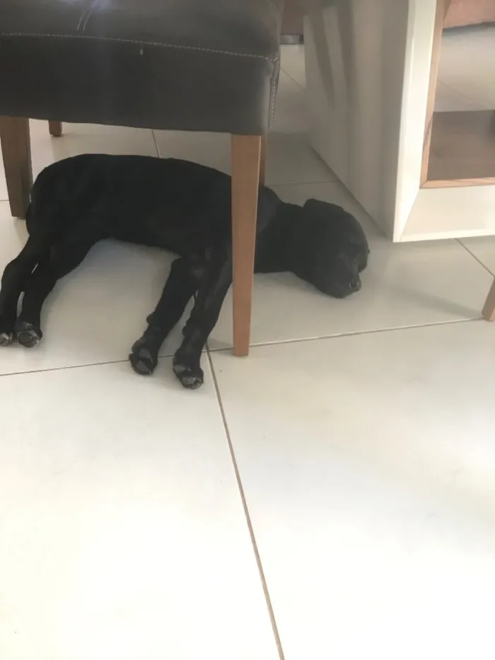 Cachorro ra a Labrador idade 2 a 6 meses nome Bela