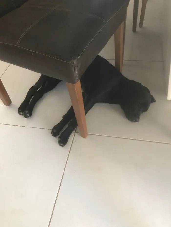 Cachorro ra a Labrador idade 2 a 6 meses nome Bela