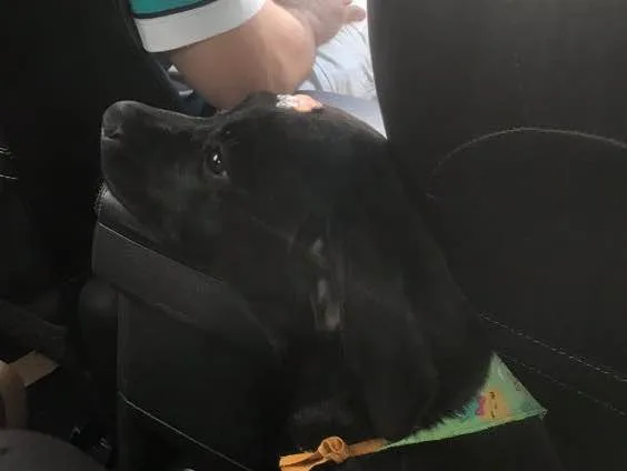 Cachorro ra a Labrador idade 2 a 6 meses nome Bela