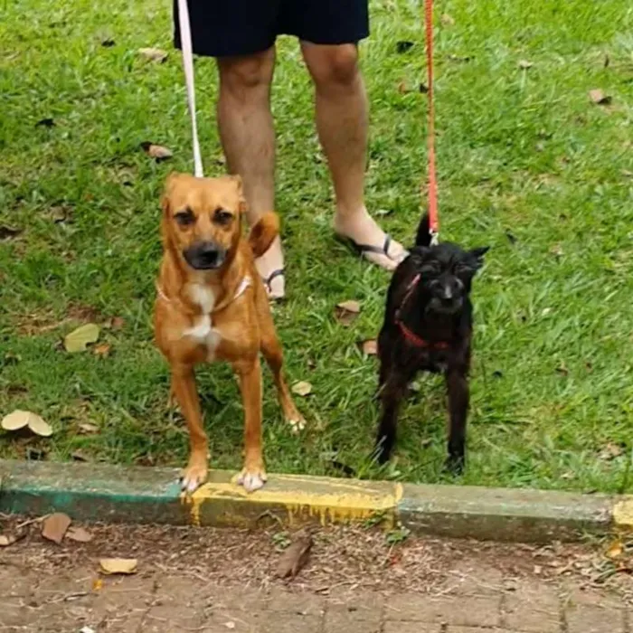 Cachorro ra a srd idade 2 anos nome Pandora