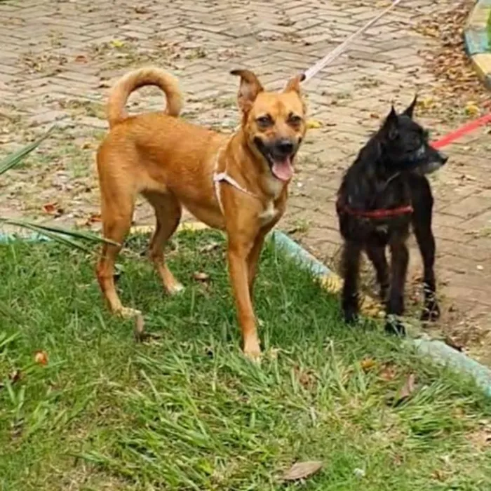 Cachorro ra a srd idade 2 anos nome Pandora