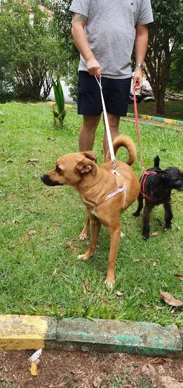 Cachorro ra a srd idade 2 anos nome Pandora