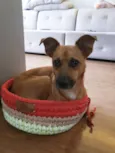 Pandora