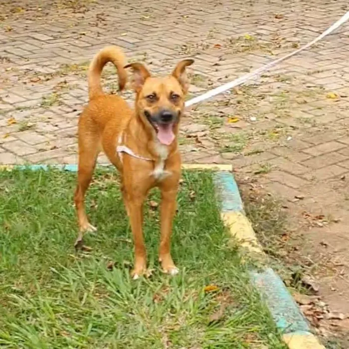 Cachorro ra a srd idade 2 anos nome Pandora