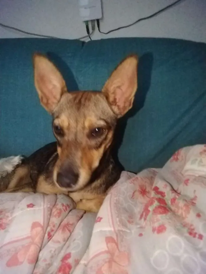 Cachorro ra a Vira lata idade 7 a 11 meses nome Jujuba