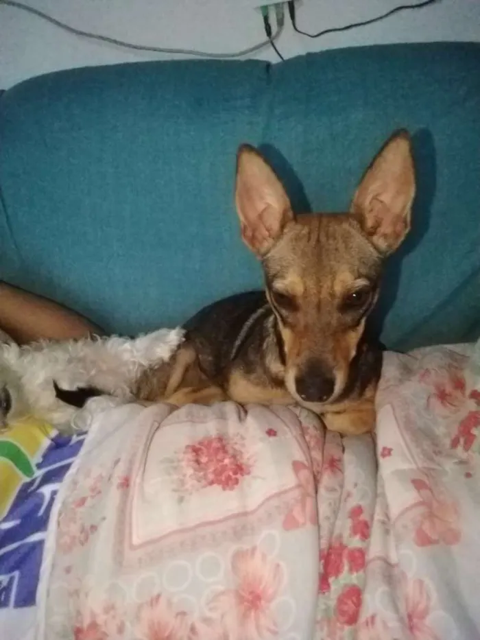 Cachorro ra a Vira lata idade 7 a 11 meses nome Jujuba