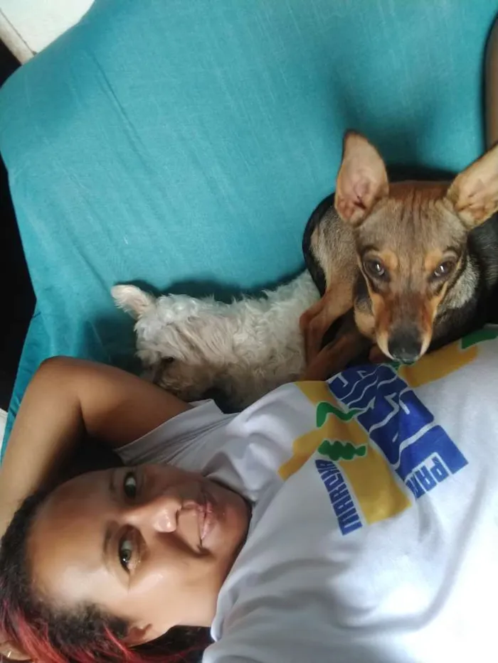 Cachorro ra a Vira lata idade 7 a 11 meses nome Jujuba