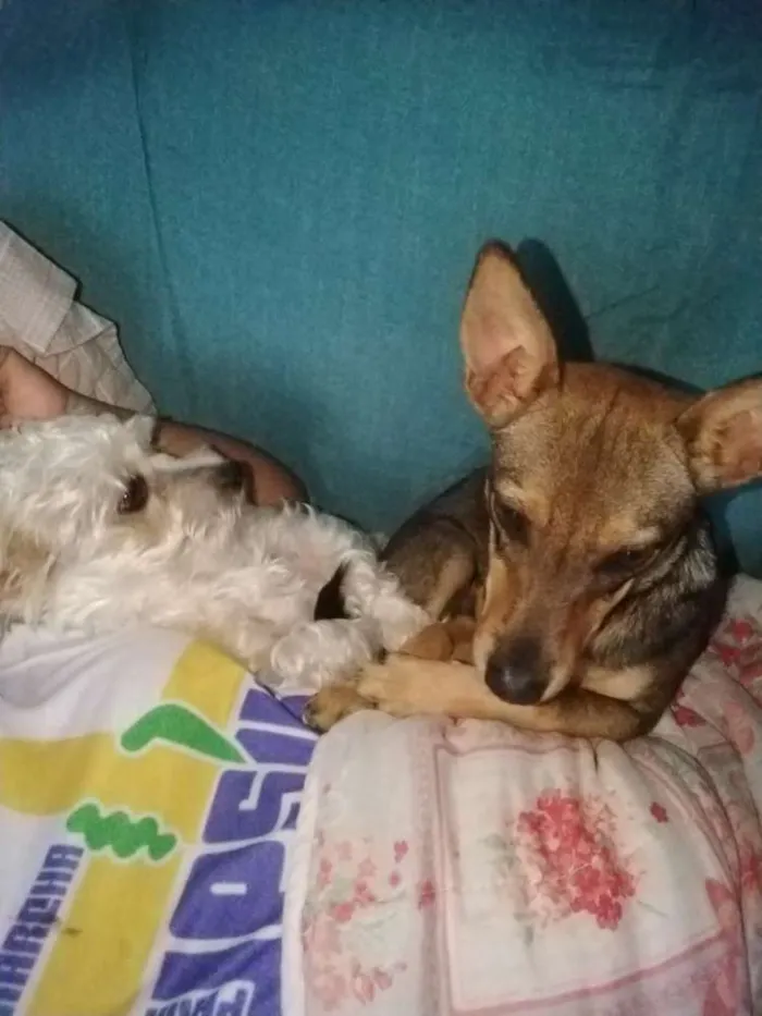 Cachorro ra a Vira lata idade 7 a 11 meses nome Jujuba