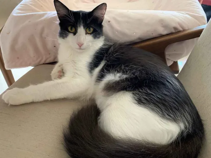 Gato ra a SRD idade 7 a 11 meses nome FLOCO