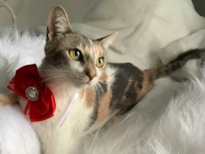 Gato raça SRD idade 7 a 11 meses nome Jasmim