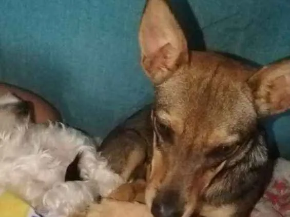 Cachorro ra a Vira lata idade 7 a 11 meses nome Jujuba