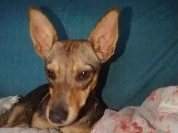 Cachorro ra a Vira lata idade 7 a 11 meses nome Jujuba