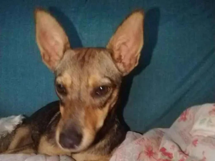 Cachorro ra a Vira lata idade 7 a 11 meses nome Jujuba