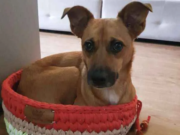 Cachorro ra a srd idade 2 anos nome Pandora