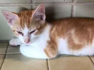 Gato raça Sem raça definida idade 2 a 6 meses nome Sem nome