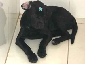 Cachorro raça Labrador idade 2 a 6 meses nome Bela