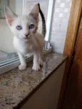 Gato raça Srd idade 2 a 6 meses nome Chantilly 