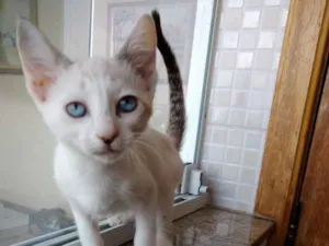 Gato raça Srd idade 2 a 6 meses nome Chantilly 