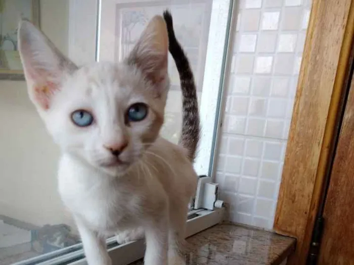 Gato raça Srd idade 2 a 6 meses nome Chantilly 