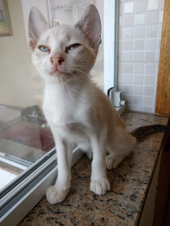 Gato ra a Srd  idade 2 a 6 meses nome Nuvem lindo bebê 