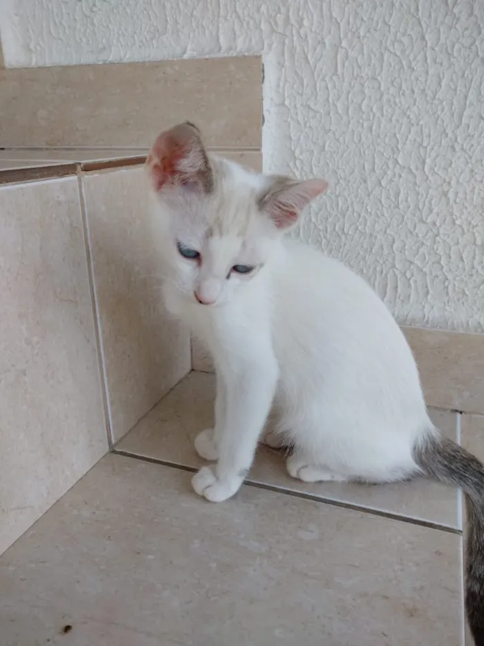 Gato ra a Srd  idade 2 a 6 meses nome Nuvem lindo bebê 
