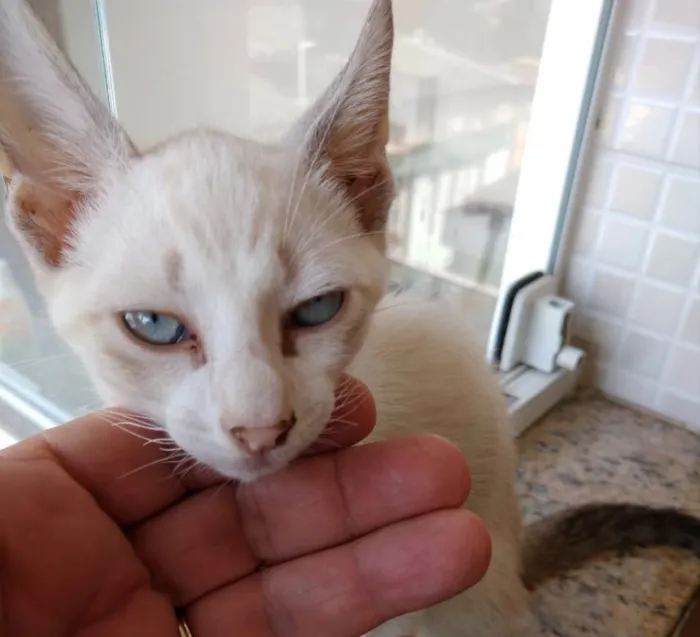 Gato ra a Srd  idade 2 a 6 meses nome Nuvem lindo bebê 