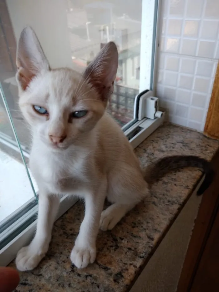 Gato ra a Srd  idade 2 a 6 meses nome Nuvem lindo bebê 