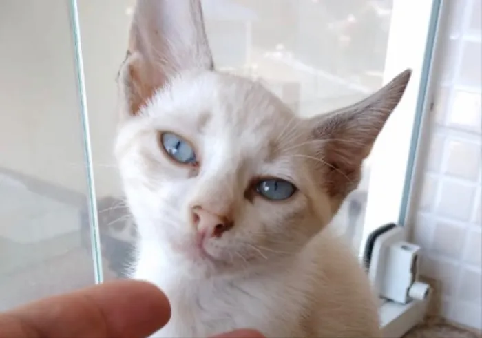 Gato ra a Srd  idade 2 a 6 meses nome Nuvem lindo bebê 