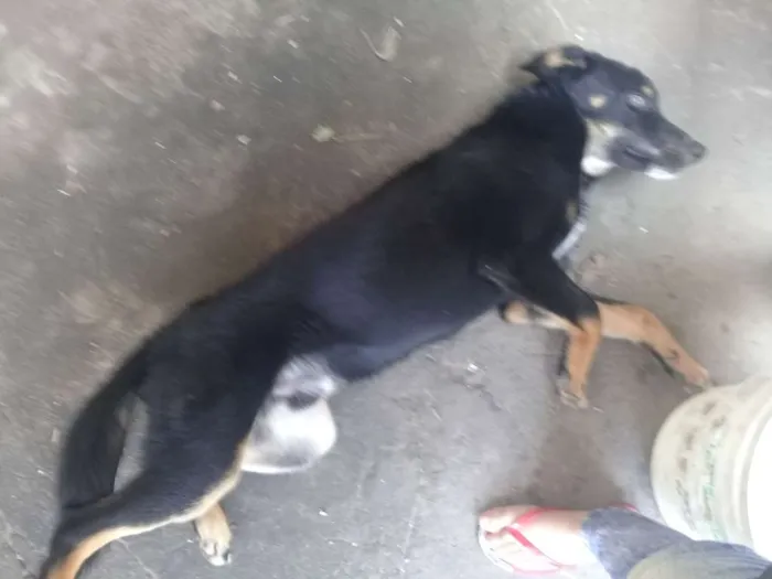 Cachorro ra a pastor alemão  idade 7 a 11 meses nome baster