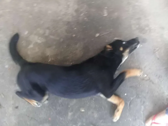 Cachorro ra a pastor alemão  idade 7 a 11 meses nome baster