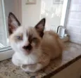 Floquinho lindo bebê