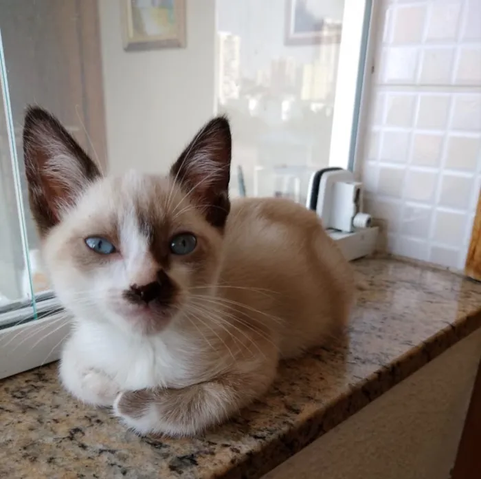Gato ra a Siames com viralatinha  idade 2 a 6 meses nome Floquinho lindo bebê