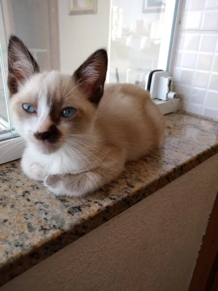 Gato ra a Siames com viralatinha  idade 2 a 6 meses nome Floquinho lindo bebê